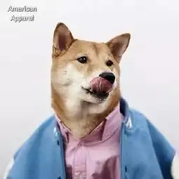 学习了网红柴犬bodhi的拍照与穿搭绝学,我家傻狗也能红吗