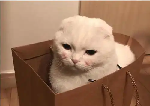 不懂猫咪的怪异行为想做一名合格的铲屎官,那就快来学习