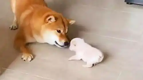 主人抱只小奶狗回家,把柴犬气的原地转圈,真是看一次笑一次