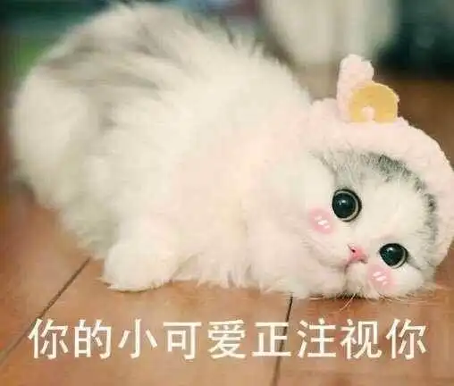 猫主子怀孕如何照顾