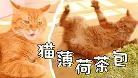 手残铲屎官为猫咪画像遭嫌弃什么鬼看了两秒后还挺像