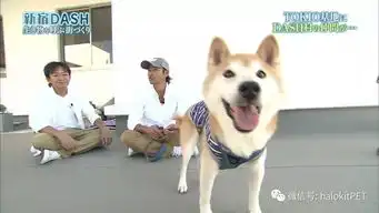 还记得这张表情包吗这只微笑的柴犬走了