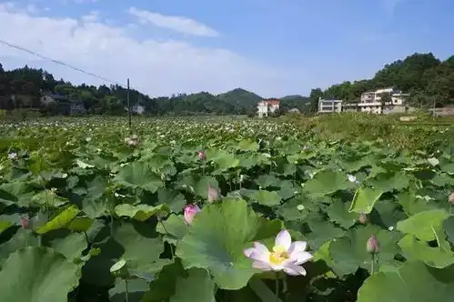 衡阳这9个绝美小镇还没消失,轻轻地去挥一挥衣袖吧