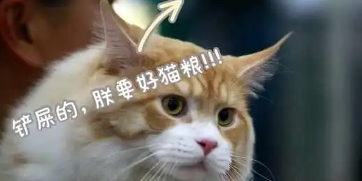 骗你养猫系列20张让人看了心情大好的猫咪图片