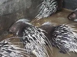 工程师辞职养豪猪豪猪养殖为什么能赚大钱