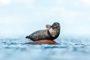 摄影师捕捉海豹享受日光浴咧嘴大笑送飞吻图