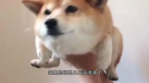 主人给小奶猫洗澡,还没见到水就开始嗷嗷大叫,也太可爱了