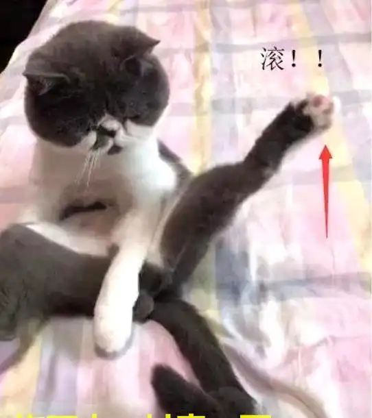忘了喂猫粮,回来后看到猫叉腰问罪说吧,几个意思