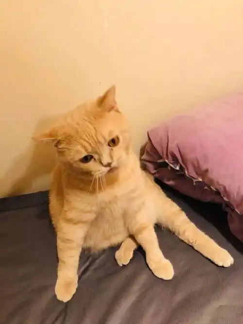 这猫在玩逗猫棒,几个回合下来都没抓到,失落的样子太可爱了
