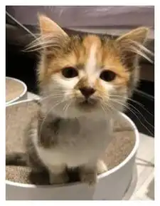 猫咪偷吃肉肠被抓,疯狂捂嘴护住,几秒后又偷了一碗米糕