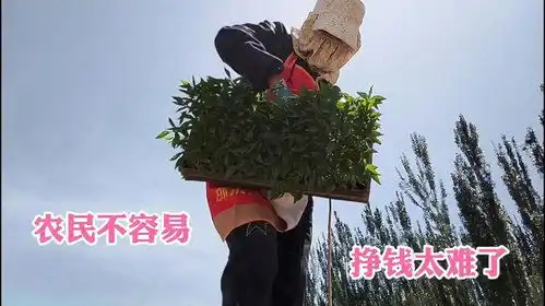 今天又破记录了,农民挣钱太不容易了,超负荷工作透支身体在挣钱