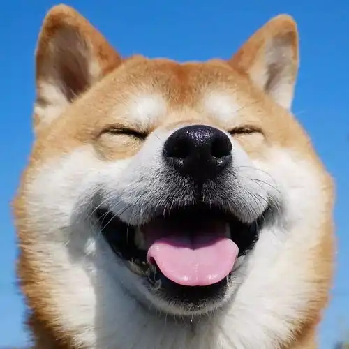 主人买网红玩具给柴犬,不料狗狗不买账,最后还把玩具
