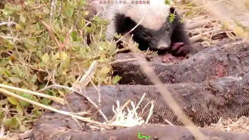 蜜獾猎杀活啃巨型蟒蛇毒蛇克星行动敏捷,生死看淡不服就干