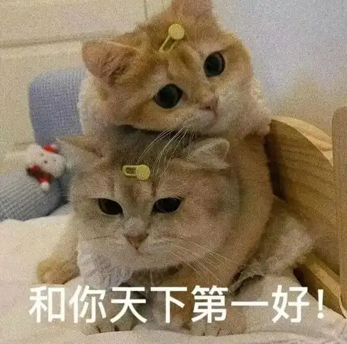 有一只小猫小狗