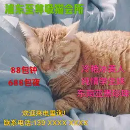 魔都惊现多处地下吸猫会所,视频流出......