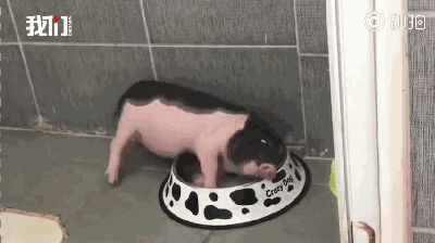 迷你小香猪真的长不大吗宠物界最大的骗局,连明星也上当
