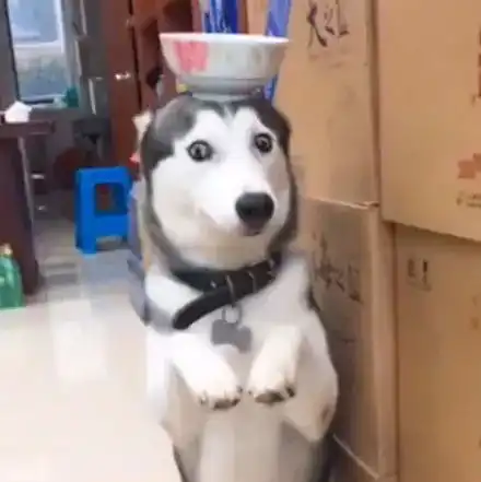 二哈闯祸把碗全打碎了,于是主人决定