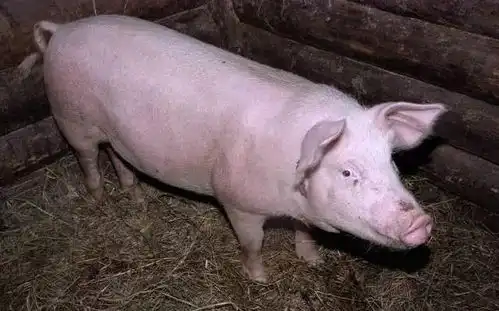 官场小小说好个村主任