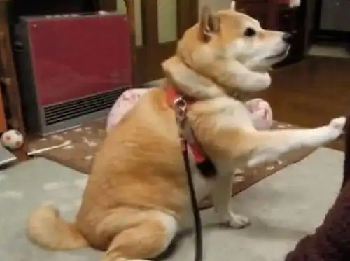 摸摸头的表情包黑柴