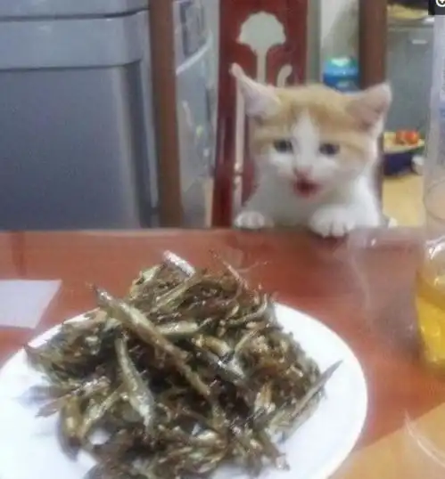 小猫咪盯上餐桌上的鱼干,伸爪子去拿不够长,随后的表情亮了