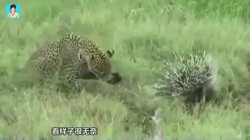 豹子觅食时遇到了豪猪,一口咬上去,网友看着都疼