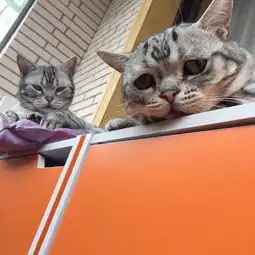英小猫表情忧伤被称世上最悲伤的猫