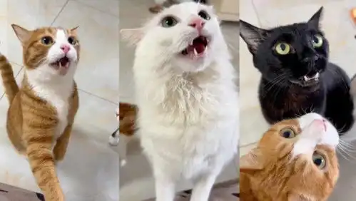 主人摸了流浪猫,气味引家中3只猫上头狂嗅,表情神同步主人笑疯
