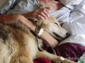不养一只汪星人你绝对不会知道的事情