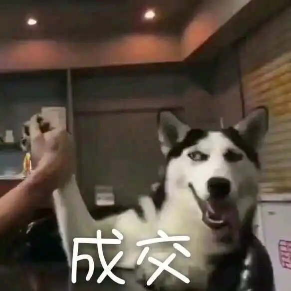 不笑的萨摩耶有多严肃
