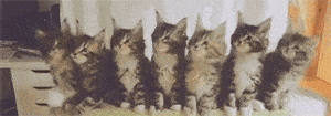 抖音超火的猫咪摇头表情包