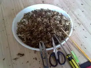 发财树黄叶烂根怎么办教你一招,立刻起死回生