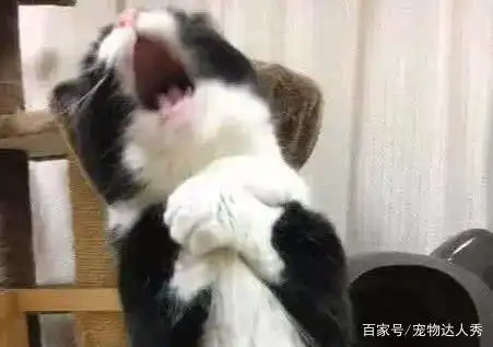 猫咪干了坏事被主人骂,立马大哭起来,还爬上窗台要轻生