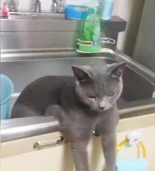 猫咪趴在水池里,小表情看起来很自责,知道原因后被猫咪蠢哭