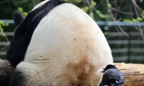 乌鸦究竟有多记仇印度男子因误会,被乌鸦追杀3年之久
