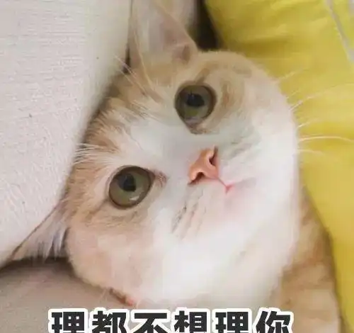 当铲屎官和猫咪相处久了,也会互相嫌弃么