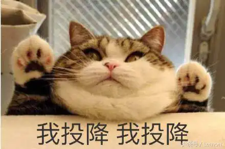 萌炸了给睡在地毯上的小猫咪,暖心的盖了纸巾,都快萌出血了