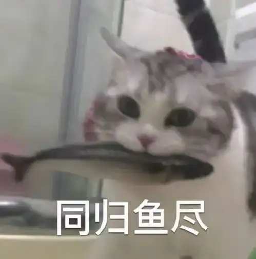 很多铲屎官深信的4大猫咪饮食谣言,你被中招了吗