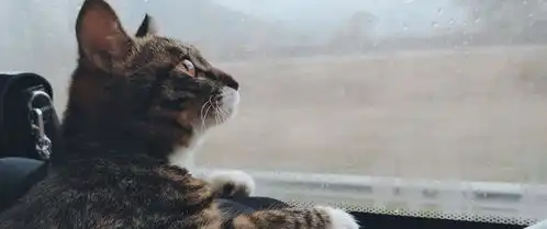 从四川到深圳,这只狸花猫一路都是好奇的表情,让人忍不住想笑