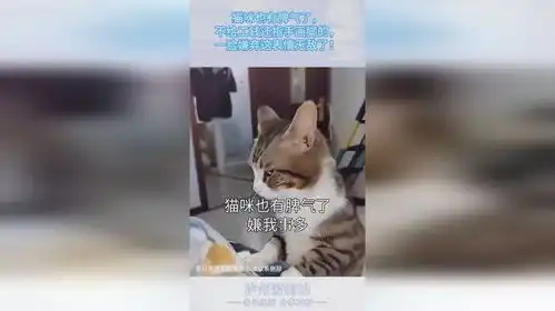 猫咪也有脾气了,不给工钱还指手画脚的,一脸嫌弃这表情无敌了