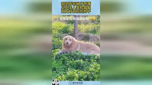 和同伴玩呲牙咧嘴,见到主人笑脸盈盈,网友好双标的狗子