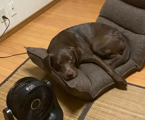 尝试让爱犬出笼子看家,结果主人看见客厅被轰炸顿时气晕