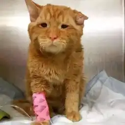 那只世界上最悲伤的猫,现在过得怎么样了呢
