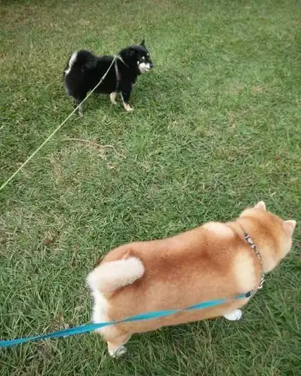 那个胖柴犬表情包的原型,找到了