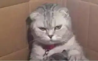 猫咪意外怀孕生下一堆猫崽,竟无一只像它,喂奶时的表情我笑了