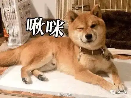 立春到了,发情的狗都失去了理智