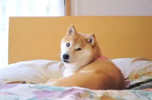 狗年说狗网红汪星人在此