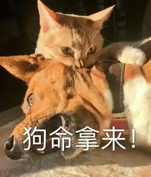 狗狗知道自己是狗吗网友不,它觉得我是它养的狗
