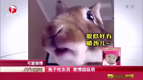 兔子吃东西,表情超级萌