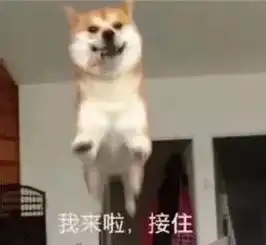 它们用整个生命来爱你,超越了生与死的界限