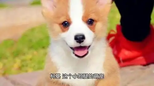 柯基逗比狂欢,引发笑点无数